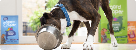 How to Store Dog Food