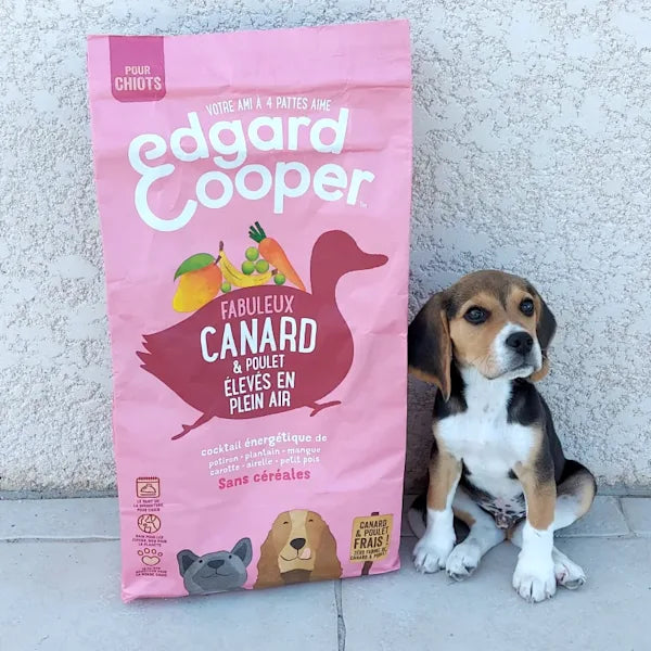 A beagle puppy sits next to a bag of Edgard & Cooper dry chicken and duck puppy food