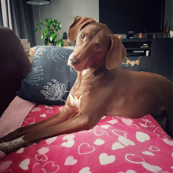 A brown dog sitting comfortably on a pink blanket