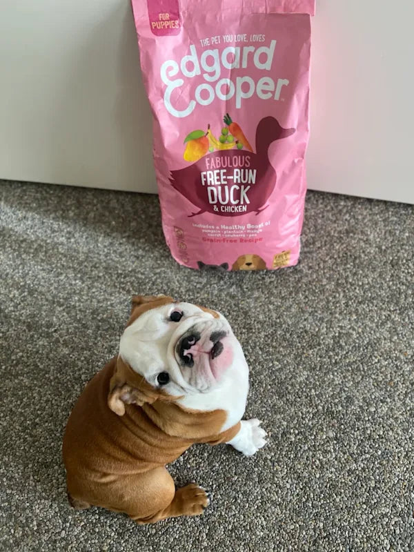 An English Bulldog puppy sitting next to a bag of dry chicken and duck puppy food