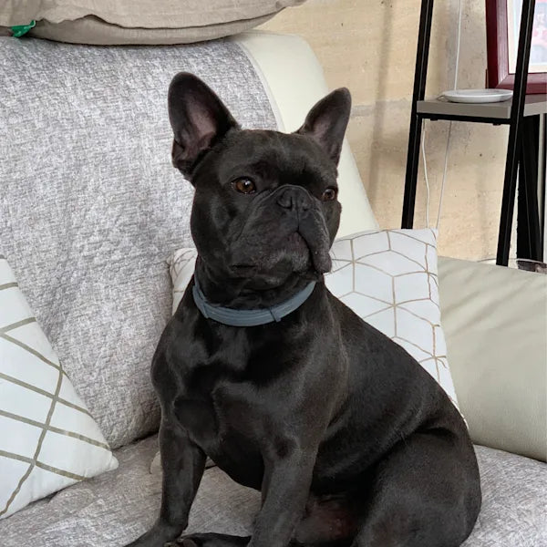 A black french bulldog sitting on a chair