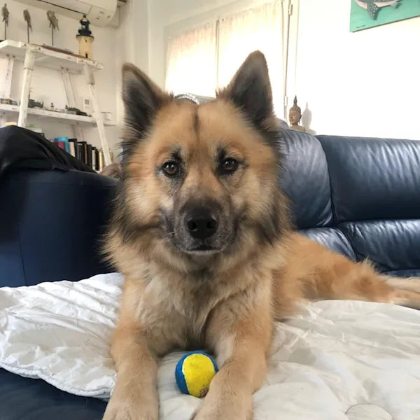 A large dog lounges on the couch, resting a tennis ball between its paws