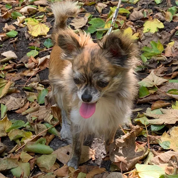 A fluffy dog standing on colourful autumn leaves