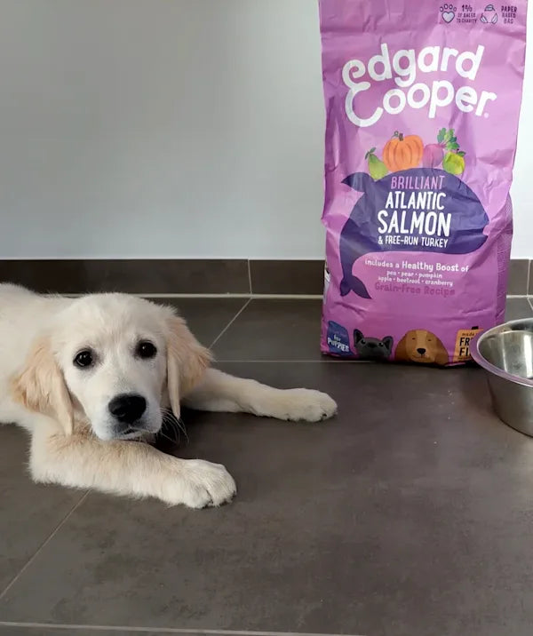 A happy puppy lies next to Edgard & Cooper salmon dog food
