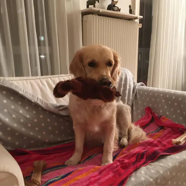 A golden retriever sits on a sofa with a polka dot cover, holding a brown plush toy in its mouth