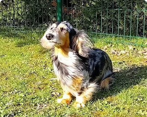A small long haired dog enjoying the sun