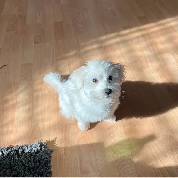 A small white dog sitting patiently