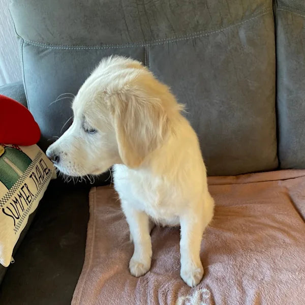 A labrador puppy sitting on a chair
